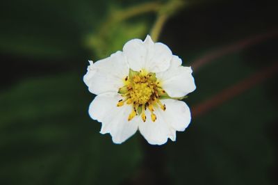 Close-up of white flowering plant