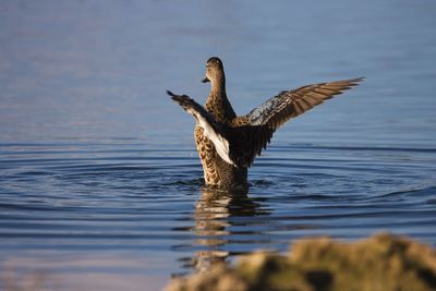 Canada geese swimming in lake