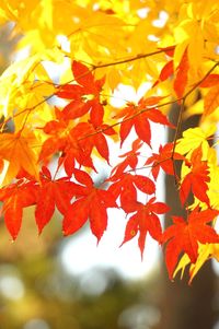 Close-up of maple leaves on tree during autumn