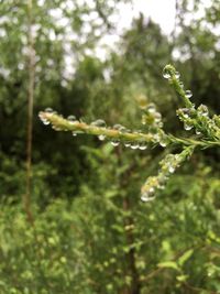 Close-up of plants against blurred background