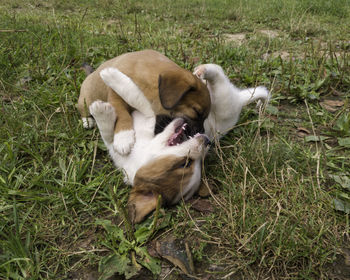 High angle view of dog sleeping on grassy field