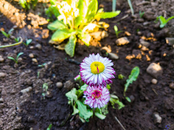 High angle view of purple crocus flowers on field