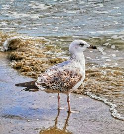 Side view of seagull on beach