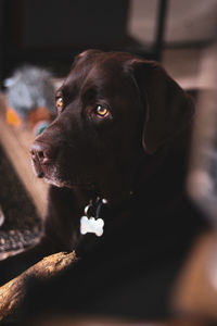 Close-up portrait of black dog