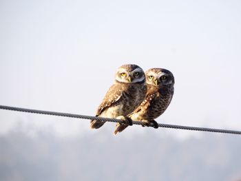 Close-up of owls perching on pole against clear sky