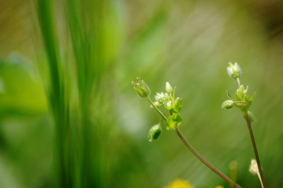 Close-up of flower bud