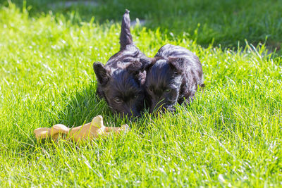 Two dogs playing in grass