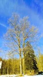 Low angle view of tree against sky