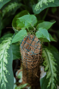 Close-up of plant in nest