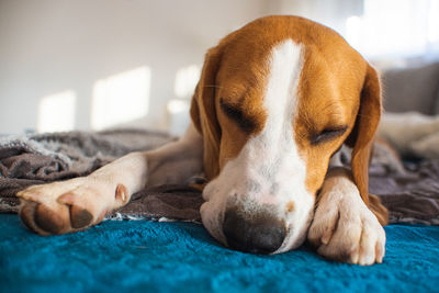 Close-up of dog sleeping on bed