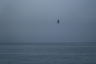 Bird flying over sea against sky