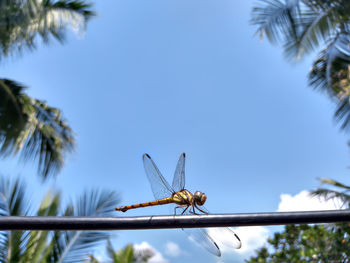 Close-up of dragonfly on plant against sky