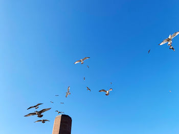 Low angle view of birds flying in sky