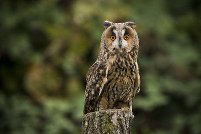 Close-up portrait of owl perching on tree trunk