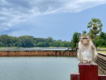 Adorable monkey sit on the bridge at angkor wat temple,