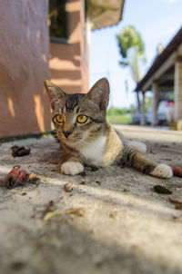 Close-up portrait of cat