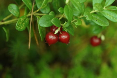 Close-up of red berries growing on tree