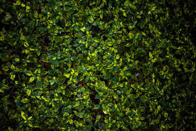 Full frame shot of plants