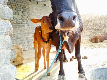 Little new born calf with mother cow