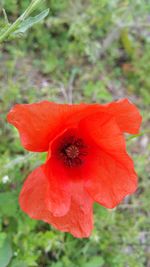 Close-up of insect on red hibiscus