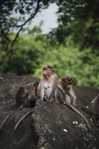 Monkey sitting on rock