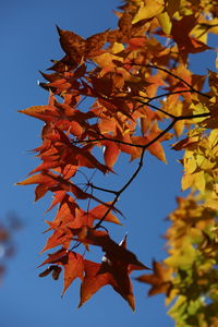 Low angle view of autumnal leaves against clear sky