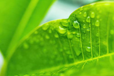 Close-up of wet leaves