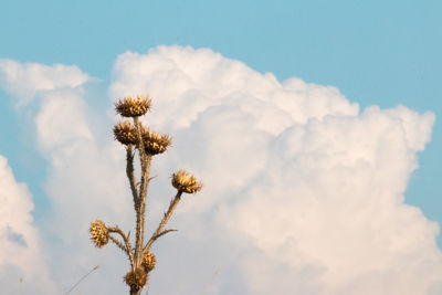 Close-up of wilted thistle against cloudy sky
