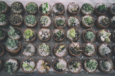 High angle view of potted plants