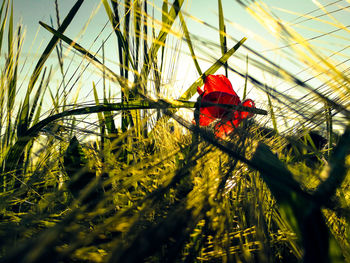 Close-up of red poppy on plant against sky