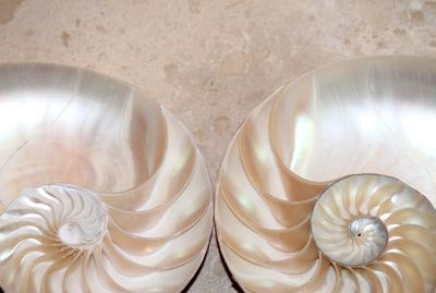 High angle view of shells