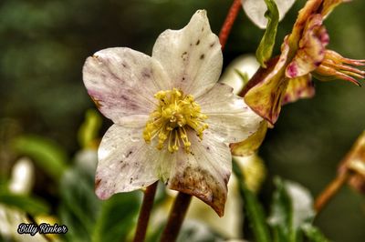 Close-up of flower