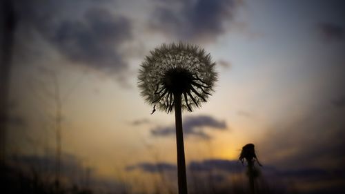 Silhouette of dandelion against sky during sunset