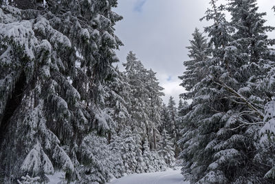 Snow covered pine trees in harz national park