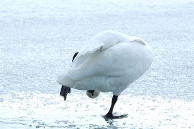 White swan in snow