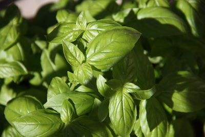 Full frame shot of basil growing in farm