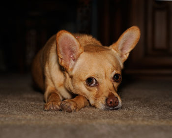 Close-up portrait of dog relaxing at home