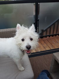 Portrait of dog sitting on railing