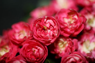 Close-up of pink rose bouquet