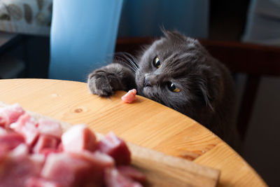 Close-up of cat eating food