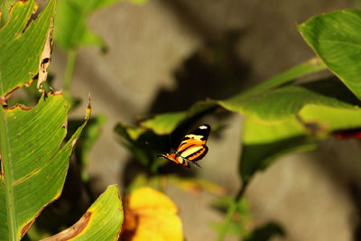 Close-up of ladybug on plant