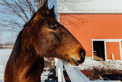 Close up of horse on farm in winter