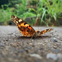 Close-up of butterfly on flower