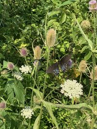 Butterfly pollinating flower