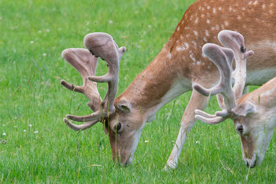 Deer in a field