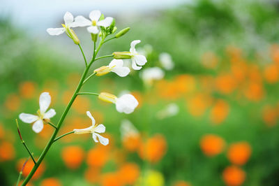 Close-up of white flowers growing on plant 