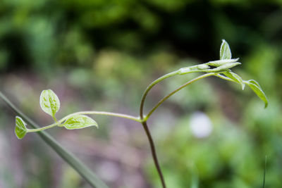 Close-up of fresh green plant