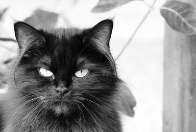 Close-up portrait of cat