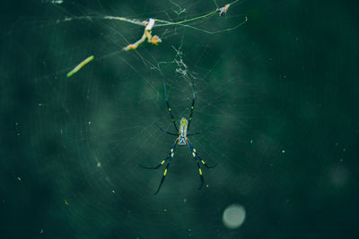 Close-up of spider on web