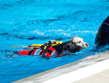 Lifeguard dogs, rescue demonstration with the dogs in swimming pool.